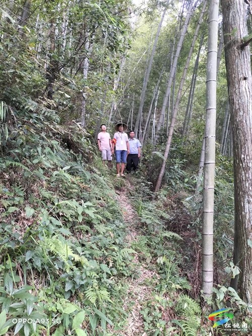 松桃林業(yè)局到桃花源、天馬寺國(guó)有林場(chǎng)開展綜合督查