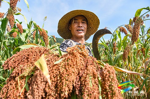 大國“糧”策|平頭鎮(zhèn)高粱喜迎豐收啦