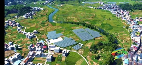 普覺(jué)鎮(zhèn)：雨露4萬(wàn)余斤精品葡萄采摘了