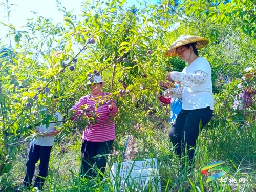 甘龍鎮(zhèn)：“脆紅李”豐收助民富