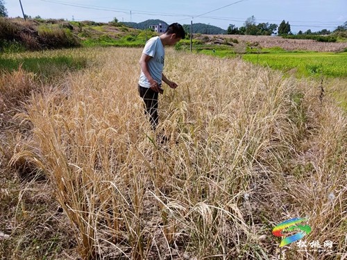 大坪場鎮(zhèn)：多措并舉抗旱保民生