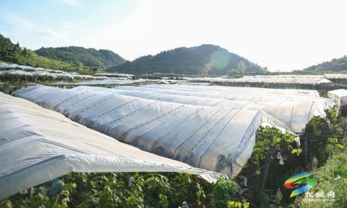 松桃：多元經(jīng)營促增收 產(chǎn)業(yè)鋪就致富路