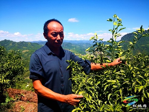 妙隘：依托高山產(chǎn)業(yè)  助力鄉(xiāng)村振興
