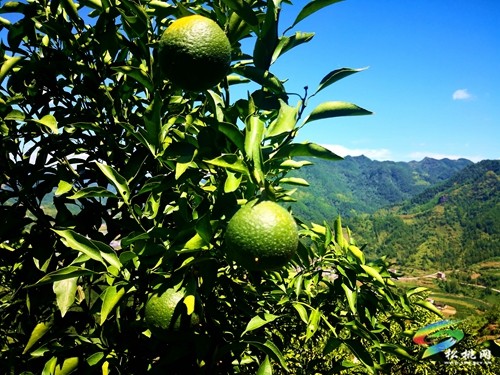 妙隘：依托高山產(chǎn)業(yè)  助力鄉(xiāng)村振興