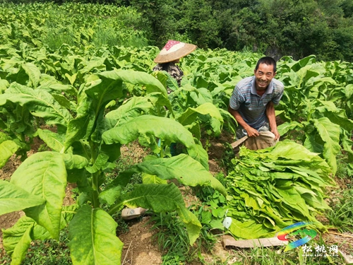 瓦溪鄉(xiāng)：煙葉鋪就致富路