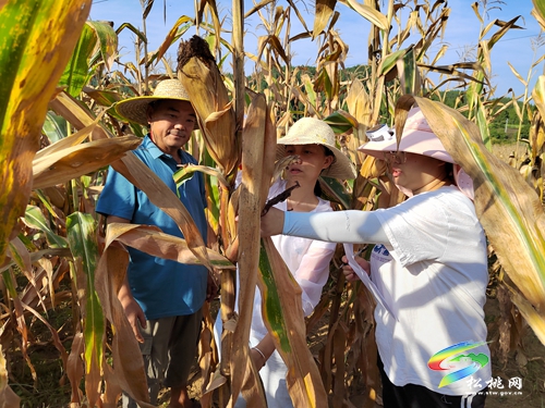大坪場鎮(zhèn)：多措并舉，凝心聚力抗旱保民生