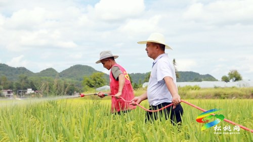 盯牢每塊田　用好每滴水 ——松桃全力以赴抗大旱保秋收