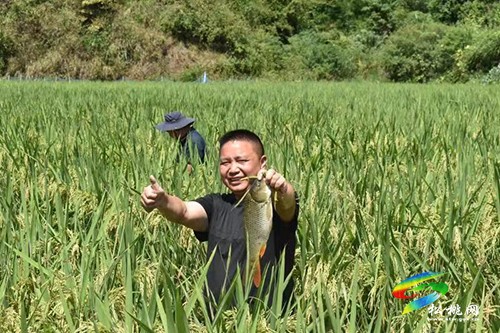 黃板鎮(zhèn)：發(fā)展稻花魚(yú)帶領(lǐng)群眾增收致富