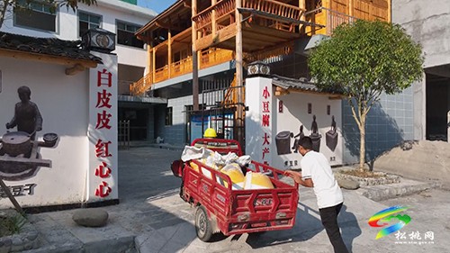 石梁鄉(xiāng)：1700畝黃豆迎豐收　壯大產(chǎn)業(yè)鏈發(fā)展有保障