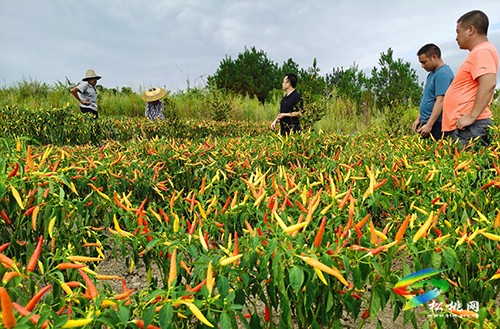 甘龍鎮(zhèn)：黨建引領(lǐng)“七個(gè)一”，推進(jìn)強(qiáng)村富民公司實(shí)體化運(yùn)行