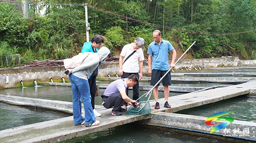 國家特色淡水魚產(chǎn)業(yè)技術(shù)體系專家組到松桃調(diào)研生態(tài)漁業(yè)產(chǎn)業(yè)發(fā)展