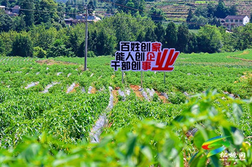 黨旗在鄉(xiāng)村振興一線高高飄揚(yáng) | 大山里的鄉(xiāng)村振興“實景圖”