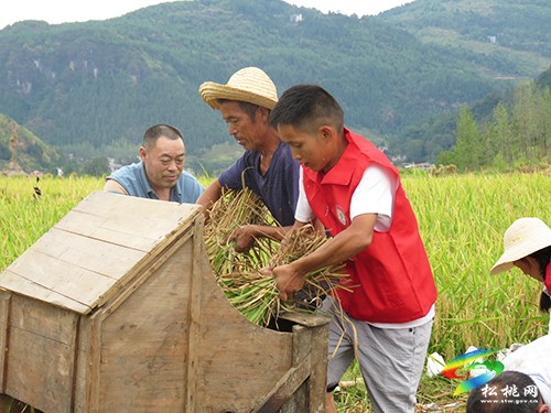 大坪場鎮(zhèn)：“志愿紅”秋收助農(nóng)解“燃眉”之急