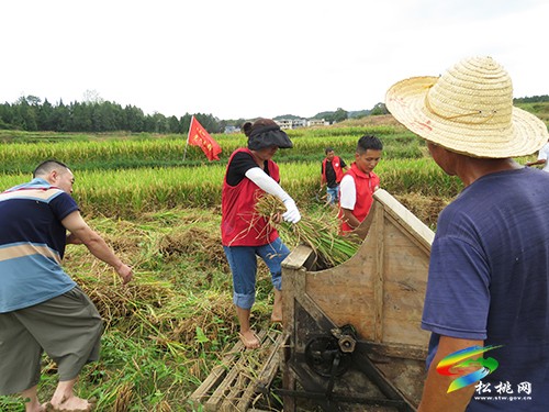 大坪場鎮(zhèn)：“志愿紅”秋收助農(nóng)解“燃眉”之急