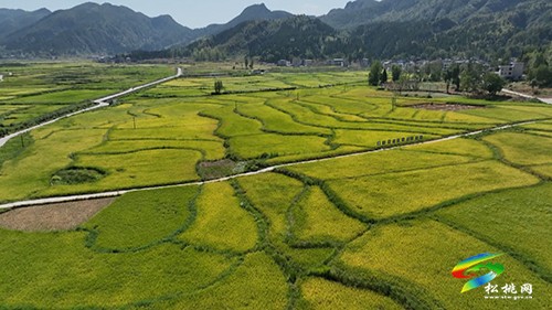 普覺鎮(zhèn)：全程機(jī)械化高產(chǎn)示范田喜迎豐收