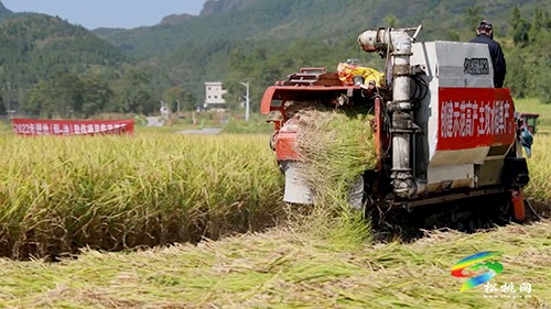 普覺鎮(zhèn)：全程機(jī)械化高產(chǎn)示范田喜迎豐收