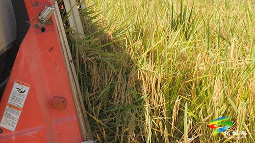 普覺鎮(zhèn)：全程機(jī)械化高產(chǎn)示范田喜迎豐收