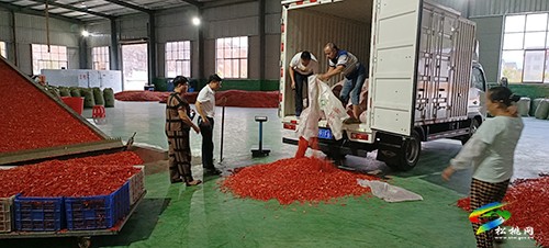 迓駕鎮(zhèn)青山村：辣椒喜豐收村民笑開顏