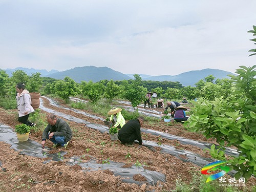 迓駕鎮(zhèn)青山村：辣椒喜豐收村民笑開顏