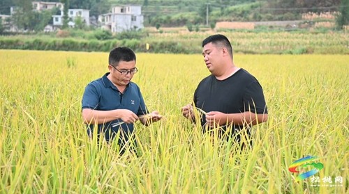 稻谷黃，秋收忙，盤石鎮(zhèn)精品水稻迎來收獲季