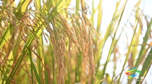 稻谷黃，秋收忙，盤石鎮(zhèn)精品水稻迎來收獲季