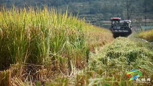 稻谷黃，秋收忙，盤石鎮(zhèn)精品水稻迎來收獲季