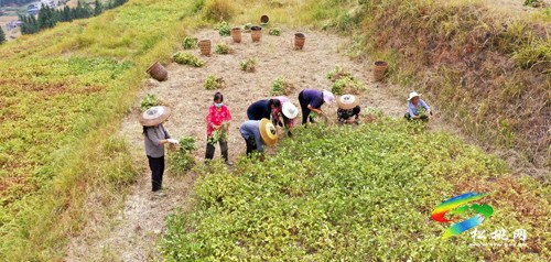 妙隘鄉(xiāng):珍珠花生迎來采收季