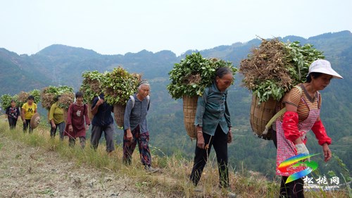 妙隘鄉(xiāng):珍珠花生迎來采收季