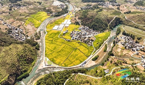 大路鎮(zhèn)長(zhǎng)征村：稻油輪作　農(nóng)旅融合促增收
