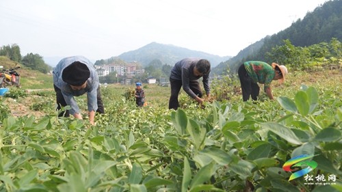 松桃：5500畝珍珠花生喜獲豐收