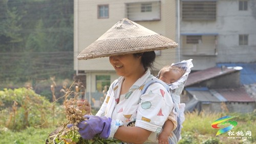 松桃：5500畝珍珠花生喜獲豐收