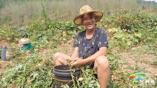松桃：5500畝珍珠花生喜獲豐收