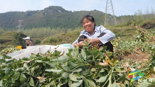 松桃：5500畝珍珠花生喜獲豐收