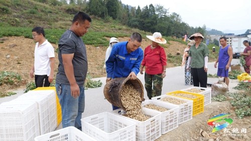 松桃：5500畝珍珠花生喜獲豐收