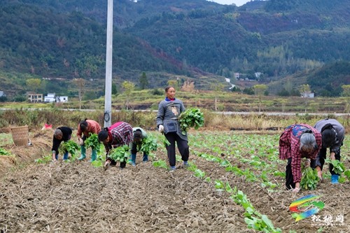 大路鎮(zhèn)： “冬閑田”變“農(nóng)忙田” 油菜移栽正當(dāng)時(shí)