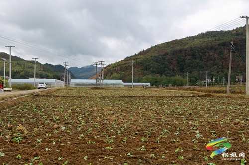 大路鎮(zhèn)： “冬閑田”變“農(nóng)忙田” 油菜移栽正當(dāng)時(shí)