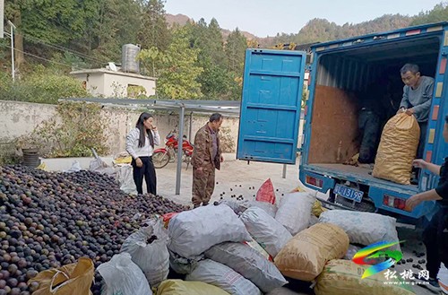 牛郎鎮(zhèn)：人勤秋風(fēng)爽  桐籽采撿收購忙
