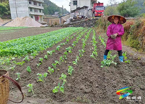 牛郎鎮(zhèn):搶抓農時秋種忙