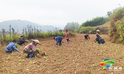 牛郎鎮(zhèn):搶抓農時秋種忙