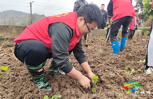 木樹鎮(zhèn)：冬季閑田不停歇 油菜播種正當(dāng)時