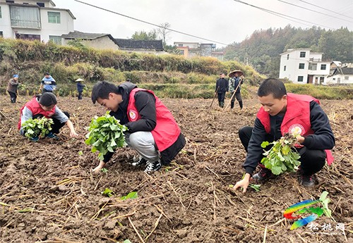 木樹鎮(zhèn)：冬季閑田不停歇 油菜播種正當(dāng)時