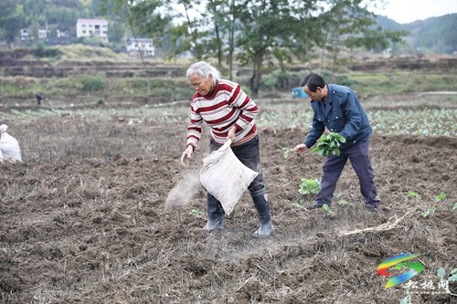 大坪場(chǎng)鎮(zhèn)：油菜種植讓“冬閑田”披上“綠外套”