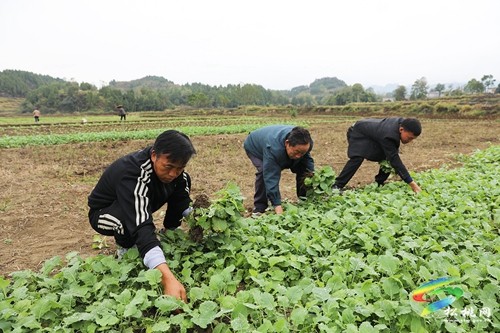 大坪場(chǎng)鎮(zhèn)：油菜種植讓“冬閑田”披上“綠外套”
