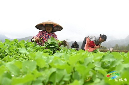 松桃：搶抓農(nóng)時(shí) 14萬畝油菜種植如火如荼