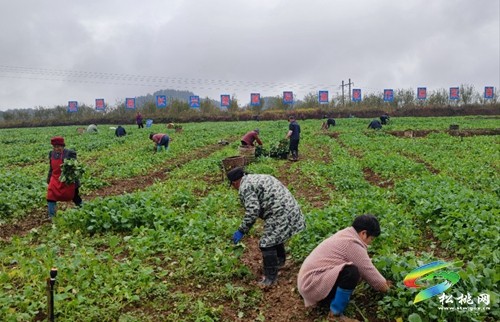 長興堡鎮(zhèn)：搶抓好時節(jié)，油菜移栽忙