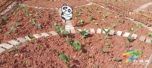 沙壩河鄉(xiāng)完小：校園開辟小菜園 勞動教育潤人心