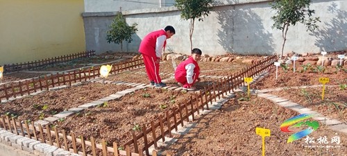 沙壩河鄉(xiāng)完?。盒@開辟小菜園 勞動教育潤人心