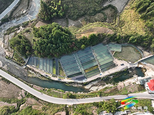 世昌街道：鱘魚養(yǎng)殖拓寬致富路