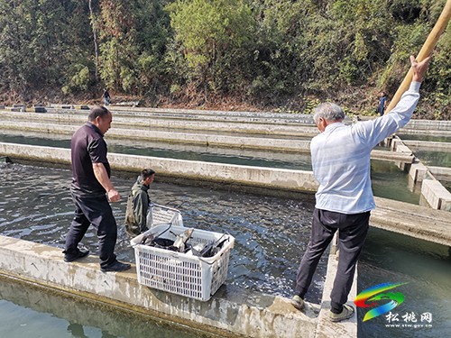 世昌街道：鱘魚養(yǎng)殖拓寬致富路