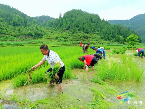 瓦溪鄉(xiāng)：黨建“金鑰匙” 解鎖鄉(xiāng)村治理“密碼”